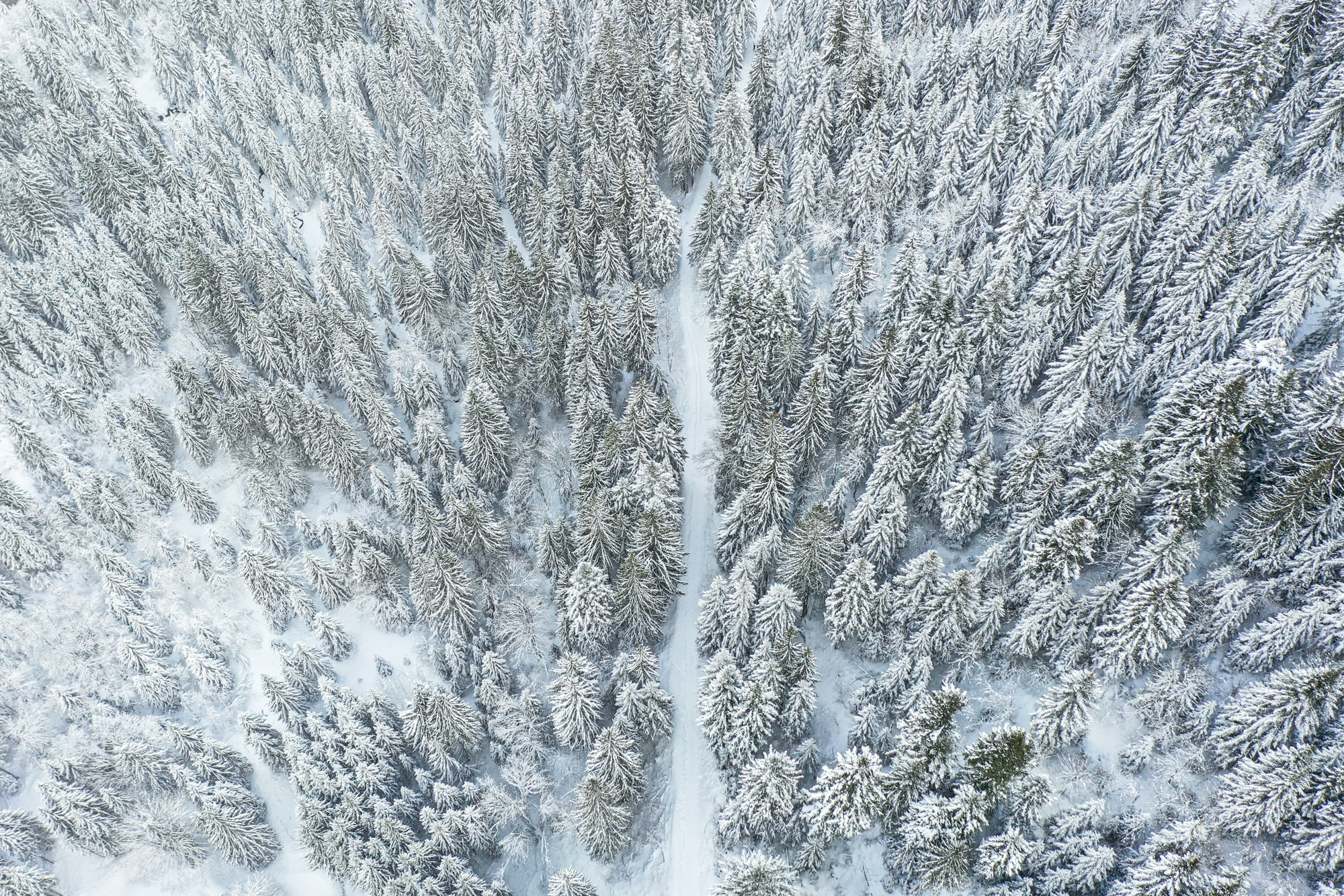 Chemin dans la forêt pleine de neige